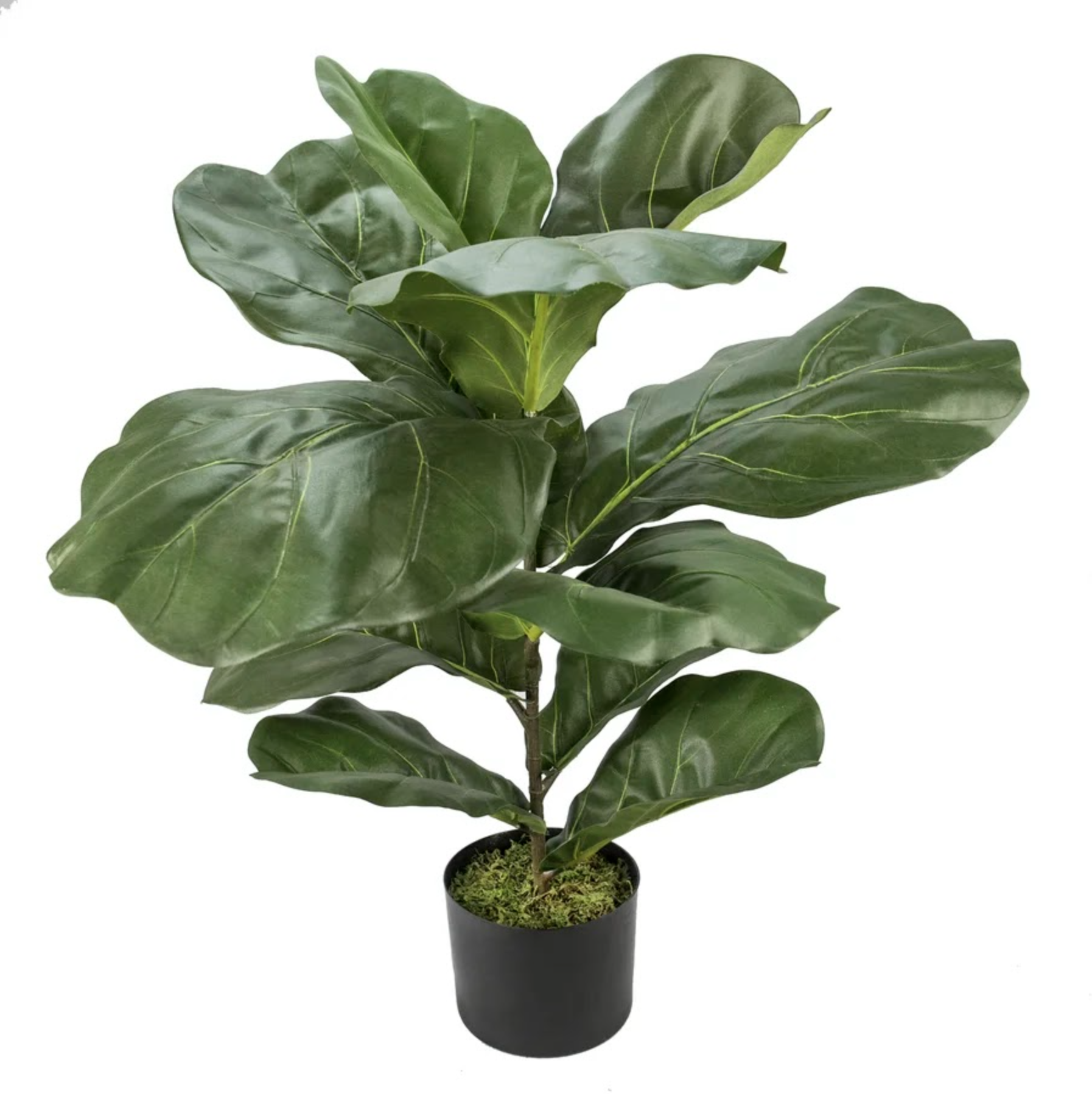 3' Fiddle Fig Tree